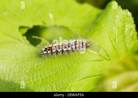 The larva, or caterpillar of the yellow-tail moth, Euproctis similis, photographed on a hazel leaf. North Dorset England UK GB Stock Photo