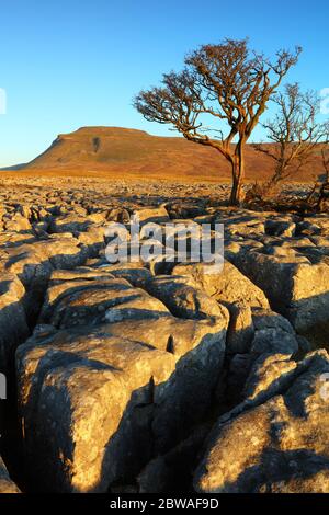 Hawthorn Tree growing out of White Scar limestone pavement with Ingleborough in the background, Yorkshire Dales National Park,  Yorkshire, England Stock Photo