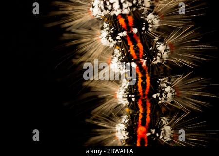 Detail of the larva, or caterpillar, of the yellow-tail moth, Euproctis similis, photographed in a studio against a black background. North Dorset Eng Stock Photo
