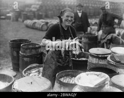 Herring harvest at Lowestoft Scotch fisher girls gutting and packing the fish on the quay side Lowestoft . 6 November 1920 Stock Photo