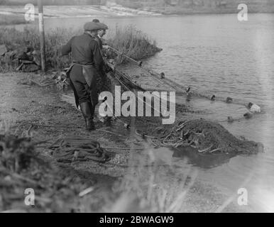 Salmon netting in Totes weir on the River Dart Stock Photo