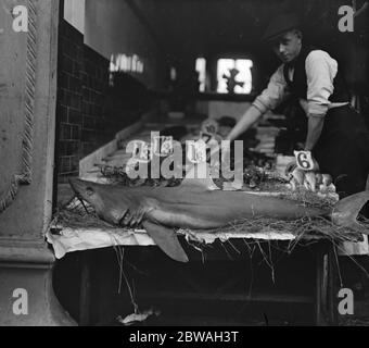A blue shark at Clapham fish mongers 27 August 1919 Stock Photo