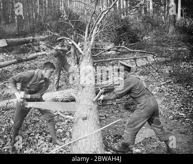 Canadian lumberman in Windsor Great Park 1500 Canadian lumbermen are now employed in felling timber in the crown forests Our photo taken in Windsor Great Park shows a tree being cut into foot long longths . In the background men are cutting off the branches Stock Photo