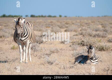 A mum and baby Burchell's Zebra (Equus quagga burchellii) photographed in Etosha National Park, Namibia. Stock Photo