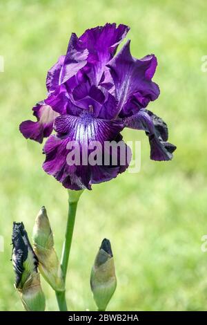 Deep dark blue-violet Tall bearded iris flower 'Winners Circle' Tall bearded iris in garden Stock Photo