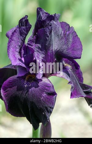 Dark blue violet Bearded iris Interpol Stock Photo