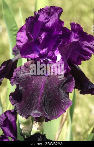 Dark blue violet Bearded iris Nightmare Stock Photo