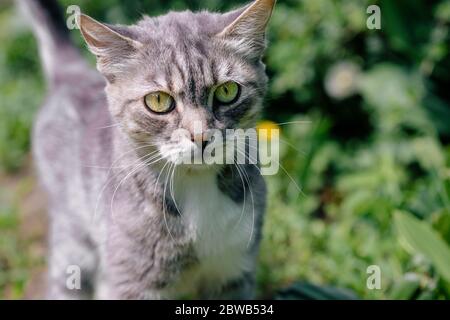 Portrait of domestic cat walking in green garden. Close up of pussycat enjoying nature. Stock Photo
