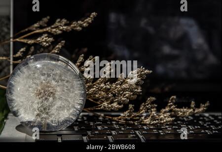 Crepis foetida flower in Glass paperweight on laptop keyboard. Concept for Integration between Technology and Nature. Selective focus. Stock Photo