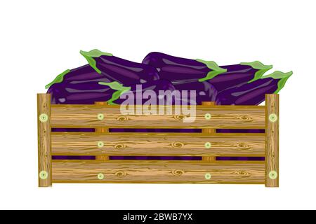 Eggplants in wooden box isolated on white background. Crate of fresh aubergine. For label, package, banner or icon. Heap of ripe eggplants. Vector Stock Vector
