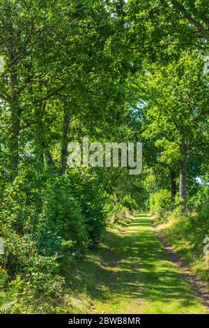 Lush road through a tree-lined dirt road in the summer Stock Photo
