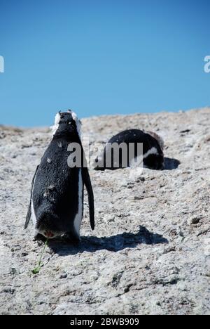 Two African Penguins (Spheniscus demersus) photographed from the back. One penguin is defecating.