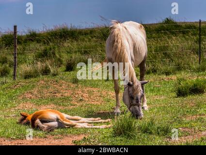 Horses grazing in the steppes of Inner Mongolia in China Stock Photo