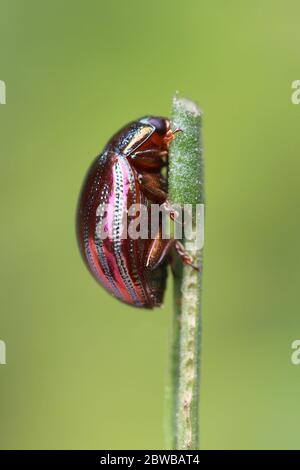 Rosemary Beetle Chrysolina americana feeding on stem of Lavender Lavandula sp. Stock Photo