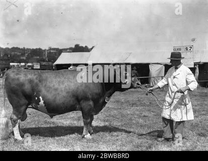 Tunbridge Wells and South Eastern Counties Show Sir Gordon Ley ' s prize winning Guernsey bull ' Fernhill Rose Lad ' 1934 Stock Photo