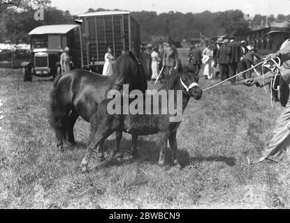 Tunbridge Wells and South Eastern Counties Show Mrs G E Atkinson ' s prize winning Shetland ' Peace of Coln ' and her tiny foal 1934 Stock Photo