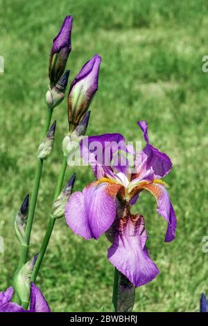 Purple Bearded iris 'Mulberry Rose' Iris flower close up Stock Photo ...