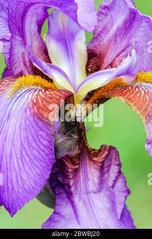 Purple Tall Bearded iris close up flower stamens 'Mulberry Rose' Stock Photo