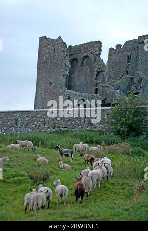 Sheeps with the Rock of Cashel in the background, Near to Cashel in Ireland Stock Photo