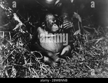 Frederick Burlingham expedition into Central Borneo . Photograph of a young orangutan found in the jungle . 31 October 1920 Stock Photo