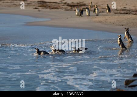 Magellanic penguins (Spheniscus magellanicus) going to sea from a sandy beach on Bleaker Island in the Falkland Islands.