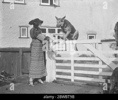 Mrs G Duller trains thoroughbred horses and alsatian wolfhounds at her residence at Epsom .  Bodoshon von Starckenmarck  , a clever Alsatian , clearing a six bar gate at the bidding of Mrs Duller . 26 October 1923 Stock Photo