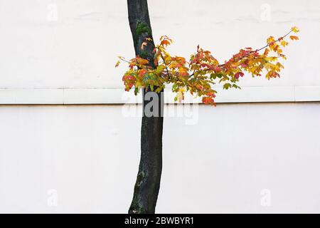 Autumn curved maple tree with the single branch against a background white blank wall Stock Photo