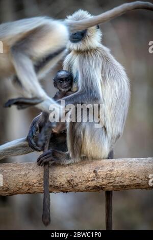 Gray langur / Hanuman langur, an endearing pose! We can connect more meaningfully with one another in nature! mothers care in nature Stock Photo