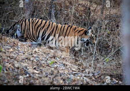 Nothing can compromise that one stare. A profound experience of the woods!!!! Royal Bengal tiger wandering around Kabini forest. Karnataka, India. Stock Photo