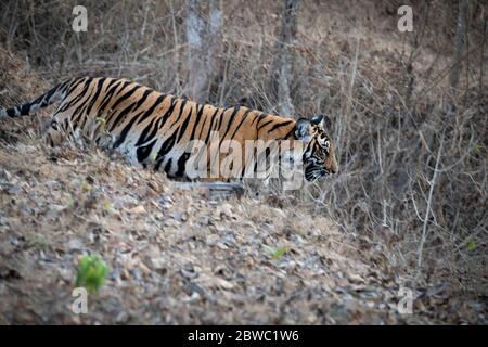 Nothing can compromise that one stare. A profound experience of the woods!!!! Royal Bengal tiger wandering around Kabini forest. Karnataka, India. Stock Photo