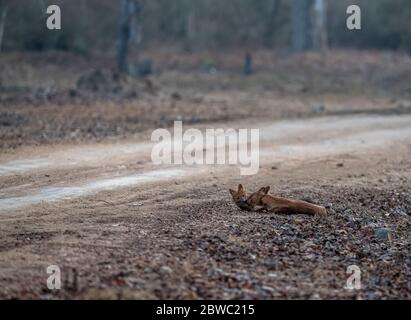 An Indian wild dog aka Dhole standing in the middle of forest track inside Nagarhole National Park during a wildlife safari Stock Photo