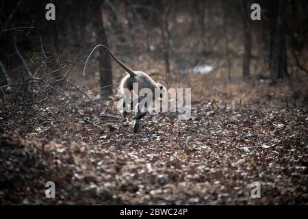 Gray langur / Hanuman langur, an endearing pose! We can connect more meaningfully with one another in nature! mothers care in nature Stock Photo