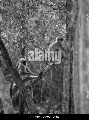 Gray langur / Hanuman langur, an endearing pose! We can connect more meaningfully with one another in nature! mothers care in nature Stock Photo