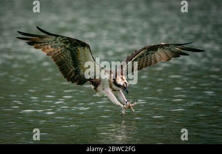 An osprey diving into water and hunting fish with spread curved claws in Sindian, Taiwan Stock Photo