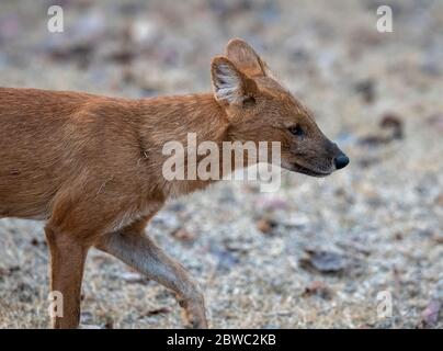 An Indian wild dog aka Dhole standing in the middle of forest track inside Nagarhole National Park during a wildlife safari Stock Photo
