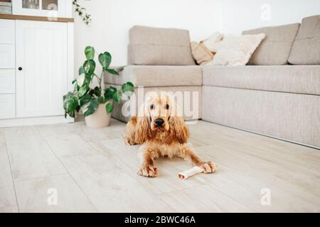 young english cocker spaniel dog lying with dental chewing bones on a floor at living room home . Chewing bones, complementary pet food for dogs (snac Stock Photo
