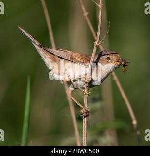 Common Whitethroat provisioning the nest in the Cotswold Hills Stock Photo