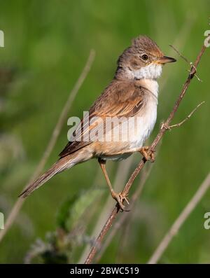 Common Whitethroat provisioning the nest in the Cotswold Hills Stock Photo