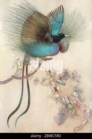 'The most beautiful bird of paradise'.  Illustration by Warwick Goble. From The Water Babies, published 1922. Stock Photo