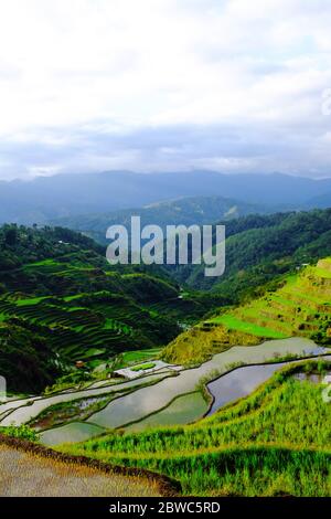 Maligcong Rice Terraces in Bontoc, Mountain Province, Philippines. Vertical portrait shot. Stock Photo