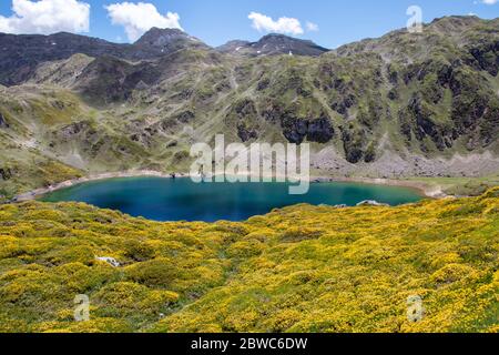 Incredible blue water of Calabazosa or Black lake in the Somiedo national park, Spain, Asturias. Saliencia mountain lakes. Spring yellow flowers. Stock Photo