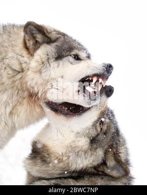 Two Gray Wolf Portrait Isolated On White Background Stock Photo - Alamy