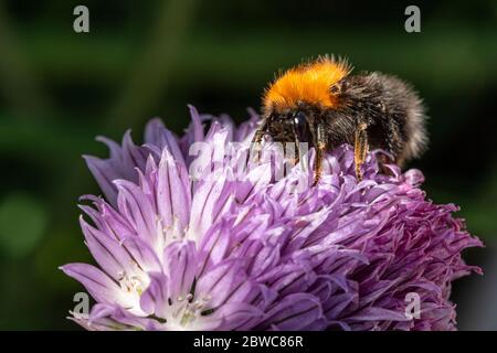 Tree bumblebee on a purple chive flower Stock Photo