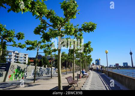 A sunny afternoon at the Rhine river promenade in Düsseldorf with its beautiful old trees. People sitting down on benches and taking walks. Stock Photo