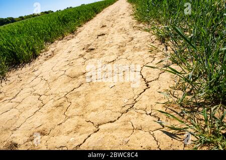 Dry ground in England Stock Photo