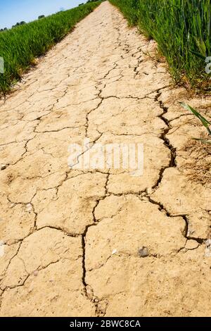 Dry ground in England Stock Photo