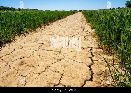 Dry ground in England Stock Photo