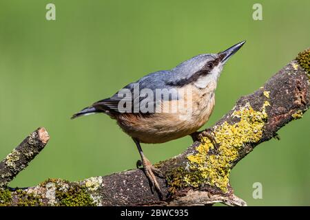 European nuthatch in a mid Wales Spring Stock Photo