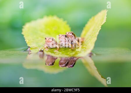 Common froglets photographed in a controlled setting Stock Photo