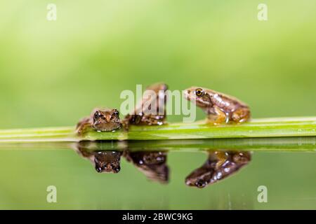 Common froglets photographed in a controlled setting Stock Photo